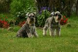 SCHNAUZER NAIN 096